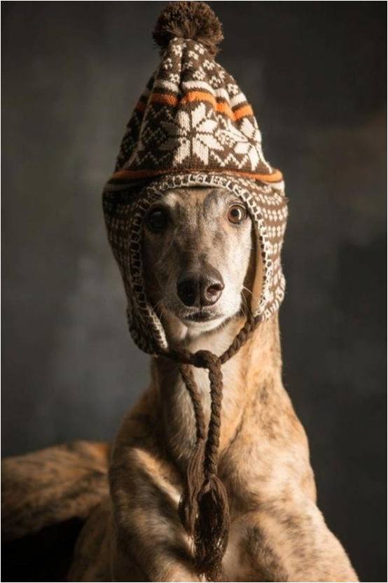 are bones easily digested by a italian greyhound