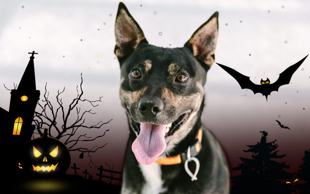 Keeping your pets safe on halloween