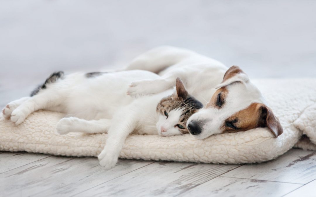 Keeping your pets happy and healthy in winter