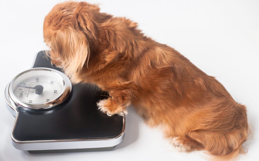 Risk factors and managing obesity in pets