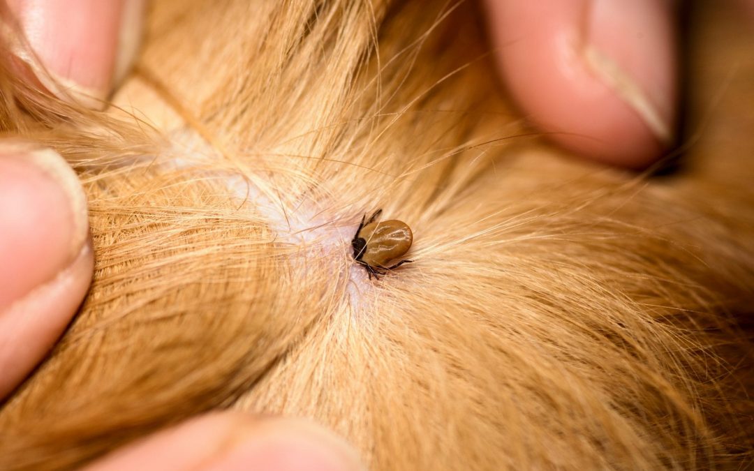 Protect your pet during tick season