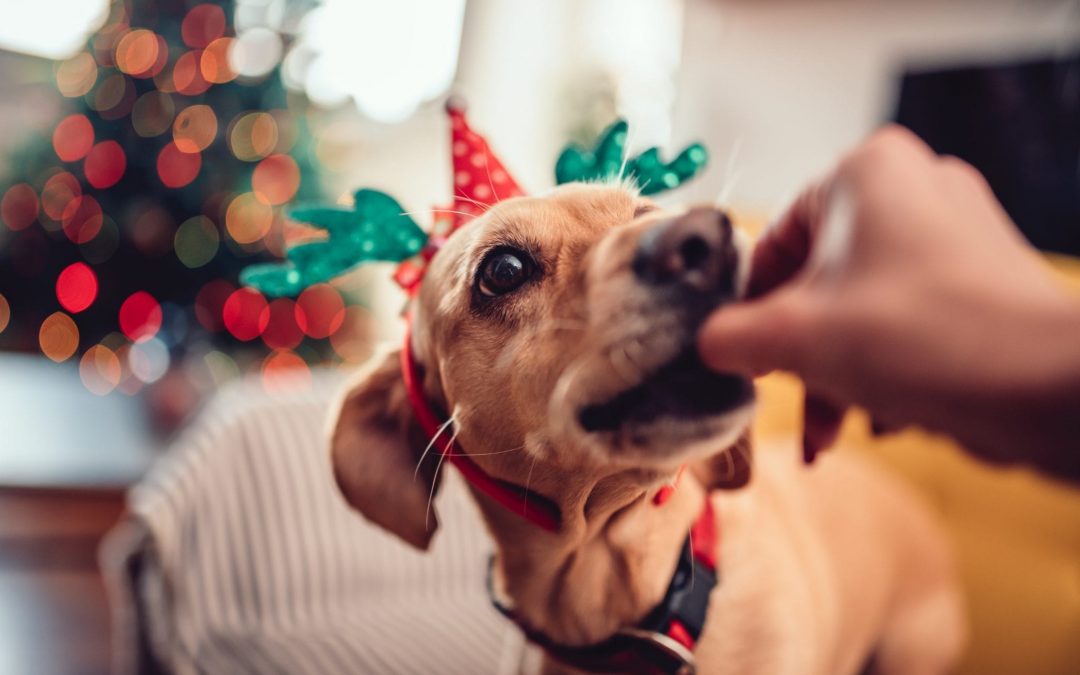 Keeping your pets happy & healthy during the festive season