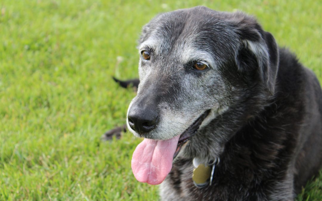 A Guide to Caring for Senior Pets